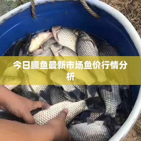 今日鳜鱼最新市场鱼价行情分析
