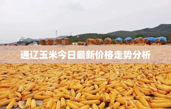 通辽玉米今日最新价格走势分析
