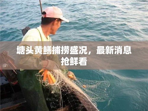 塘头黄鳝捕捞盛况，最新消息抢鲜看