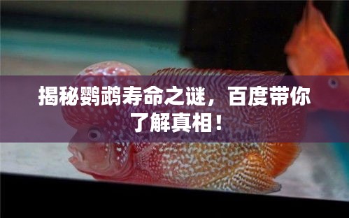 揭秘鹦鹉寿命之谜，百度带你了解真相！