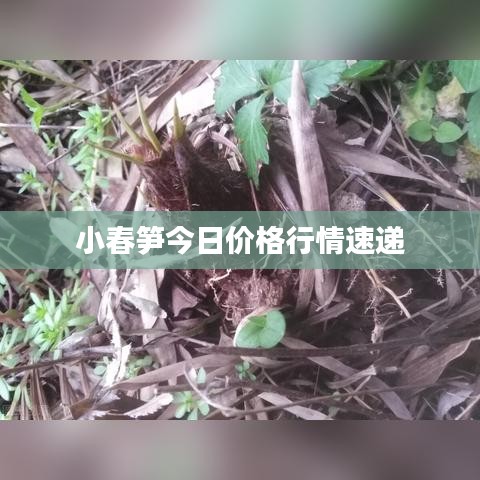 劳燕分飞 第2页