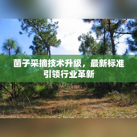 菌子采摘技术升级，最新标准引领行业革新