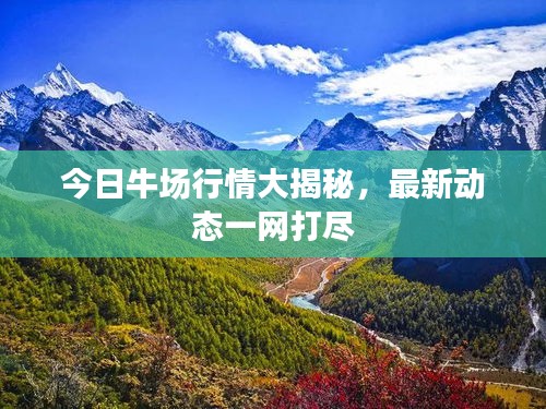今日牛场行情大揭秘，最新动态一网打尽