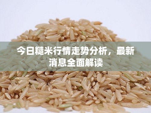今日糙米行情走势分析，最新消息全面解读