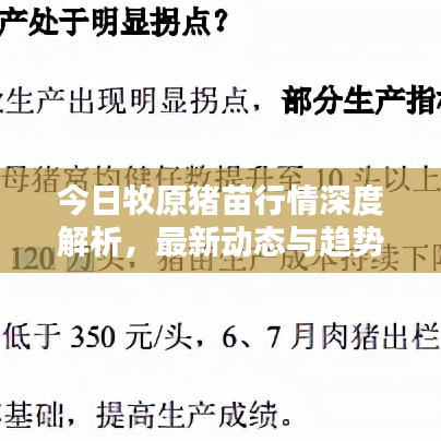 今日牧原猪苗行情深度解析，最新动态与趋势预测