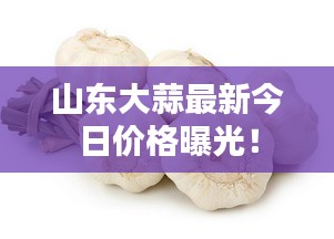 山东大蒜最新今日价格曝光！