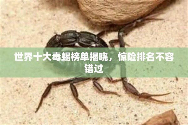 世界十大毒蝎榜单揭晓，惊险排名不容错过
