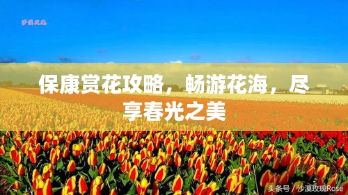 保康赏花攻略，畅游花海，尽享春光之美