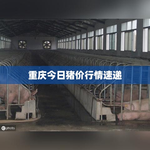 重庆今日猪价行情速递