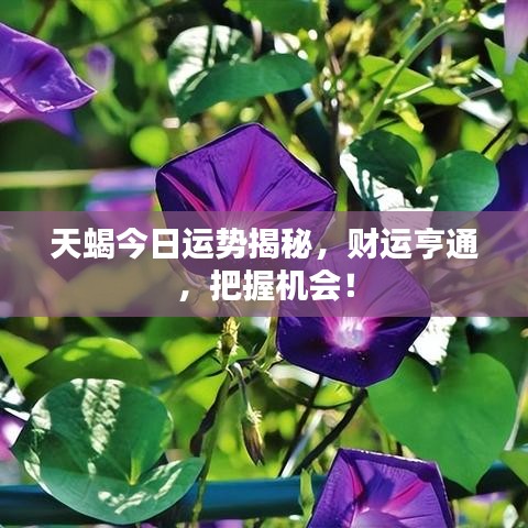天蝎今日运势揭秘，财运亨通，把握机会！