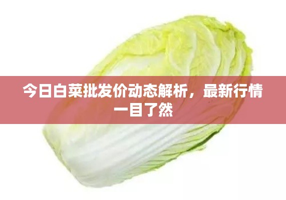 今日白菜批发价动态解析，最新行情一目了然