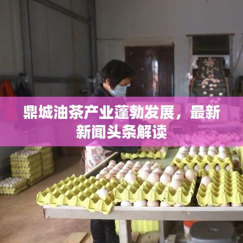 鼎城油茶产业蓬勃发展，最新新闻头条解读