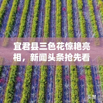 宜君县三色花惊艳亮相，新闻头条抢先看