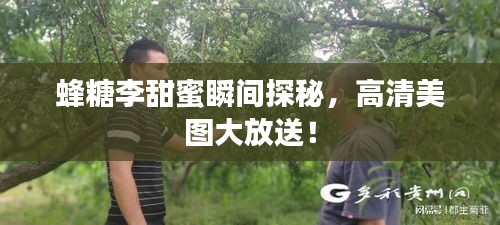 蜂糖李甜蜜瞬间探秘，高清美图大放送！