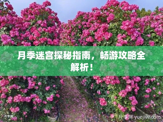 月季迷宫探秘指南，畅游攻略全解析！