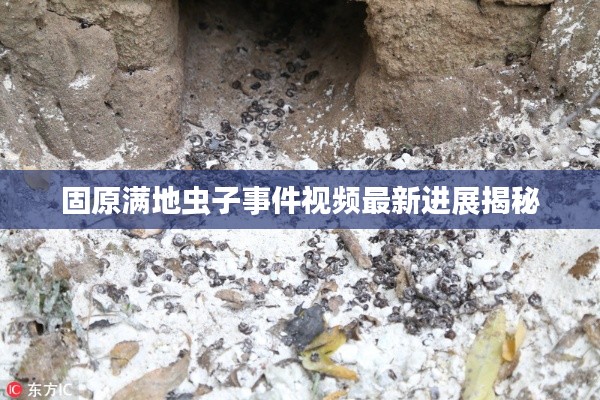 固原满地虫子事件视频最新进展揭秘