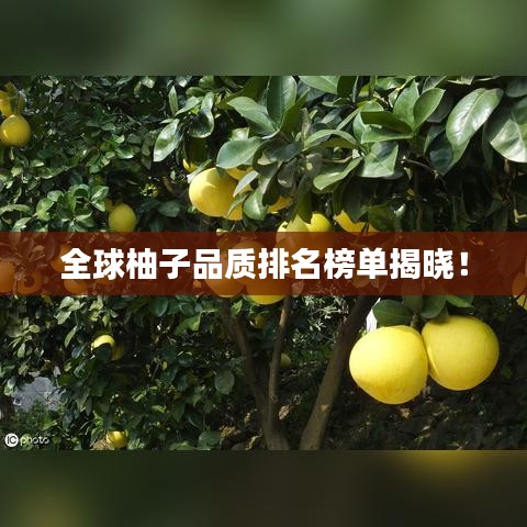 全球柚子品质排名榜单揭晓！