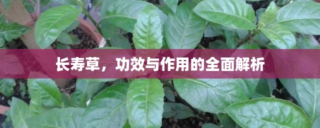 长寿草，功效与作用的全面解析