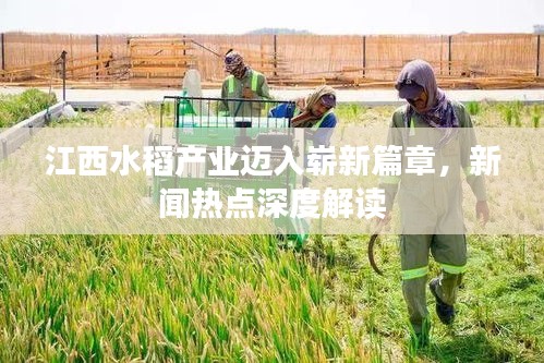 江西水稻产业迈入崭新篇章，新闻热点深度解读