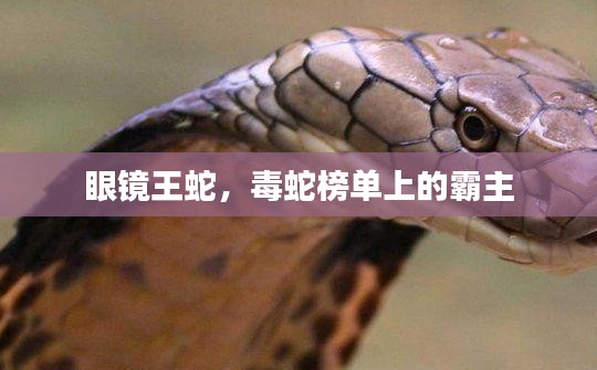 眼镜王蛇，毒蛇榜单上的霸主