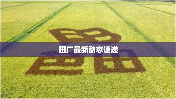 田厂最新动态速递