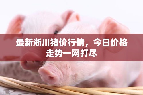 最新淅川猪价行情，今日价格走势一网打尽