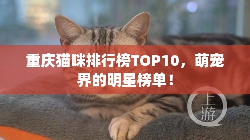 重庆猫咪排行榜TOP10，萌宠界的明星榜单！