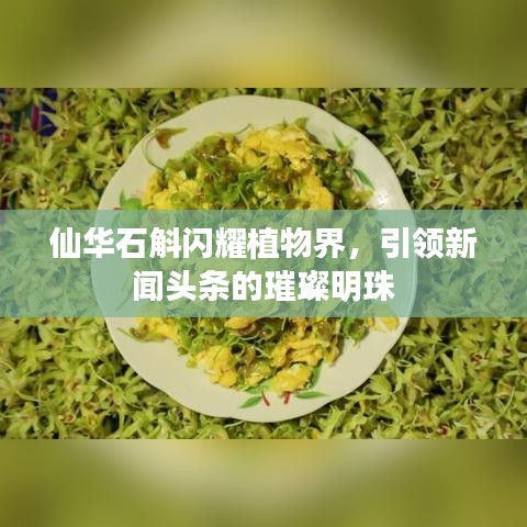仙华石斛闪耀植物界，引领新闻头条的璀璨明珠