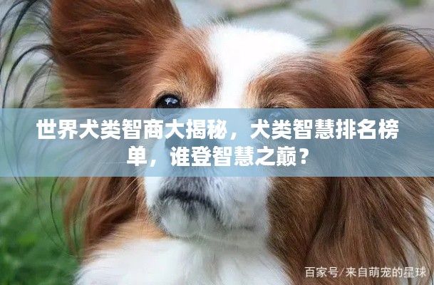 世界犬类智商大揭秘，犬类智慧排名榜单，谁登智慧之巅？
