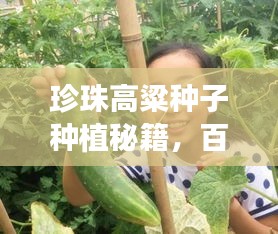 珍珠高粱种子种植秘籍，百度下的农业奥秘探索