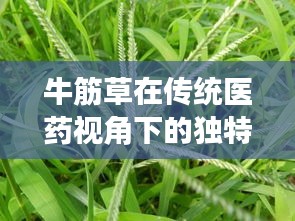 牛筋草在传统医药视角下的独特效果探索与解读