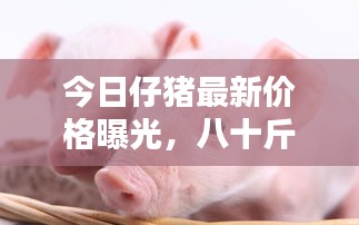 今日仔猪最新价格曝光，八十斤小猪价格走势揭秘