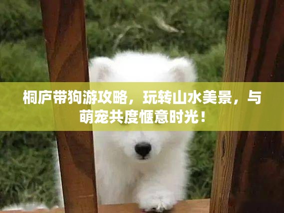 桐庐带狗游攻略，玩转山水美景，与萌宠共度惬意时光！