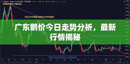 广东鹅价今日走势分析，最新行情揭秘