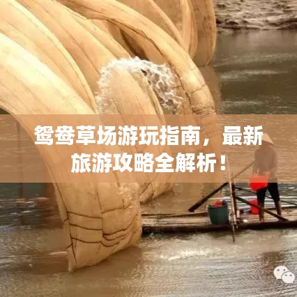 鸳鸯草场游玩指南，最新旅游攻略全解析！
