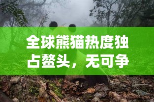 全球熊猫热度独占鳌头，无可争议成为无可替代的第一名！
