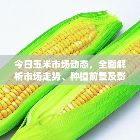 今日玉米市场动态，全面解析市场走势、种植前景及影响因素分析
