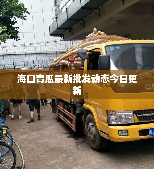 海口青瓜最新批发动态今日更新