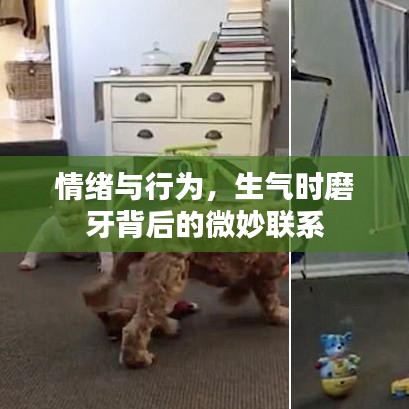 情绪与行为，生气时磨牙背后的微妙联系