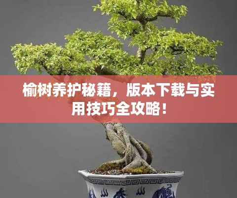 榆树养护秘籍，版本下载与实用技巧全攻略！
