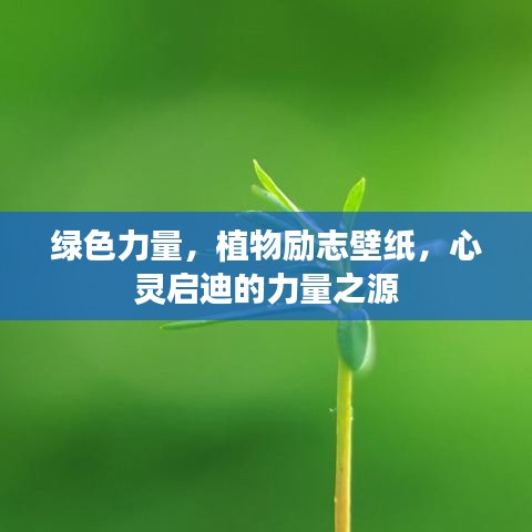 绿色力量，植物励志壁纸，心灵启迪的力量之源