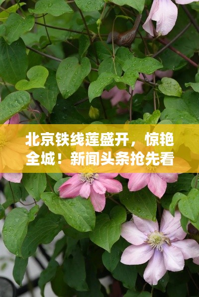 北京铁线莲盛开，惊艳全城！新闻头条抢先看
