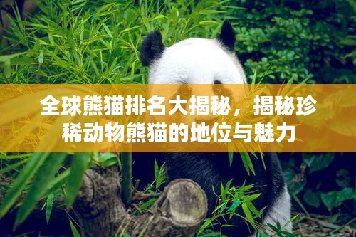 全球熊猫排名大揭秘，揭秘珍稀动物熊猫的地位与魅力