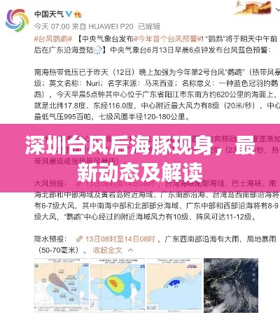 深圳台风后海豚现身，最新动态及解读