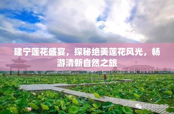 建宁莲花盛宴，探秘绝美莲花风光，畅游清新自然之旅