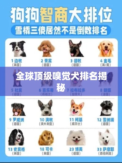 全球顶级嗅觉犬排名揭秘