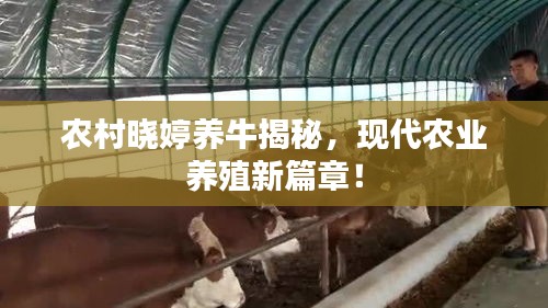 农村晓婷养牛揭秘，现代农业养殖新篇章！