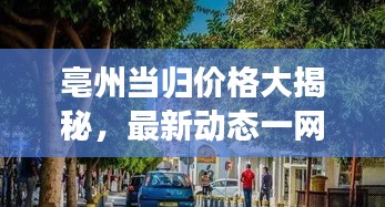 亳州当归价格大揭秘，最新动态一网打尽！