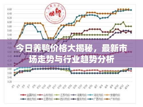 今日养鸭价格大揭秘，最新市场走势与行业趋势分析