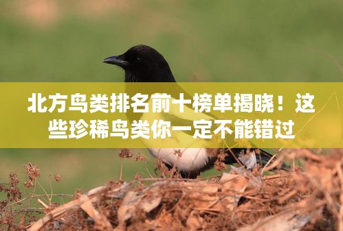 北方鸟类排名前十榜单揭晓！这些珍稀鸟类你一定不能错过
